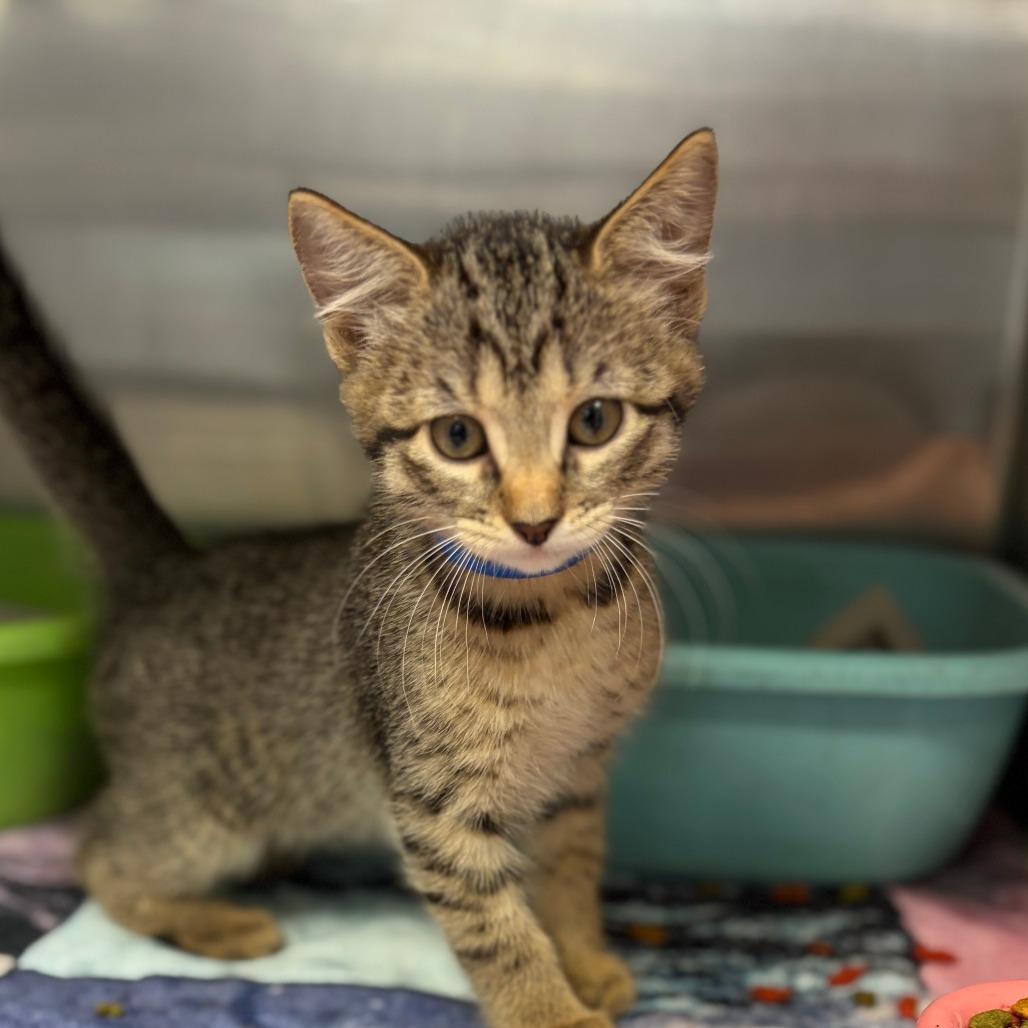 Elliot, Adoptable, Kitten Male Domestic Short Hair.