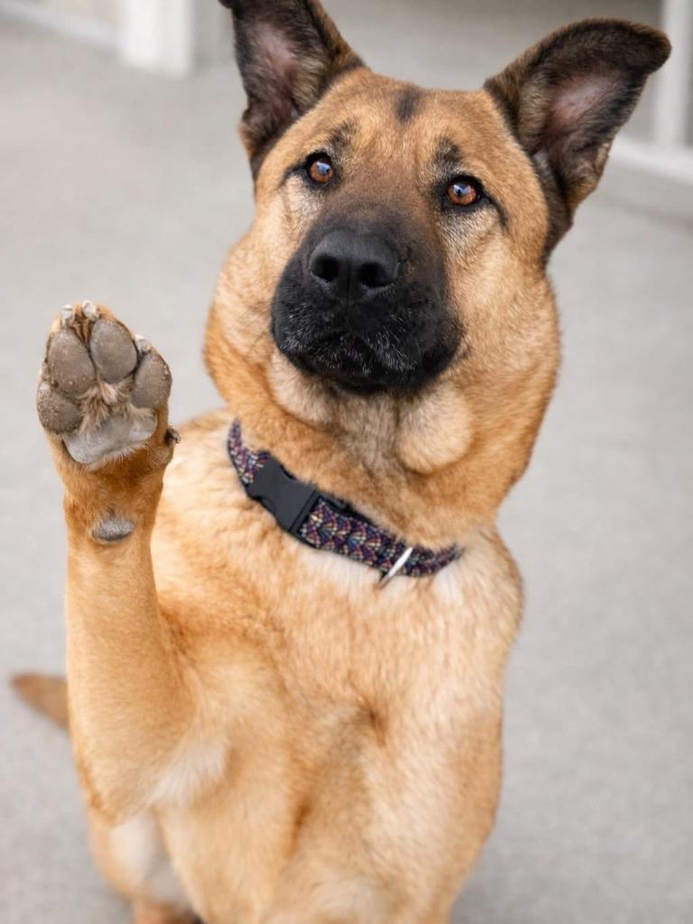 Macy, Adoptable, Young Female Shepherd.