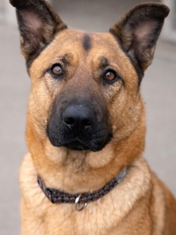Enlarge Macy, a Adoptable Shepherd in Tehachapi, CA image 3/3