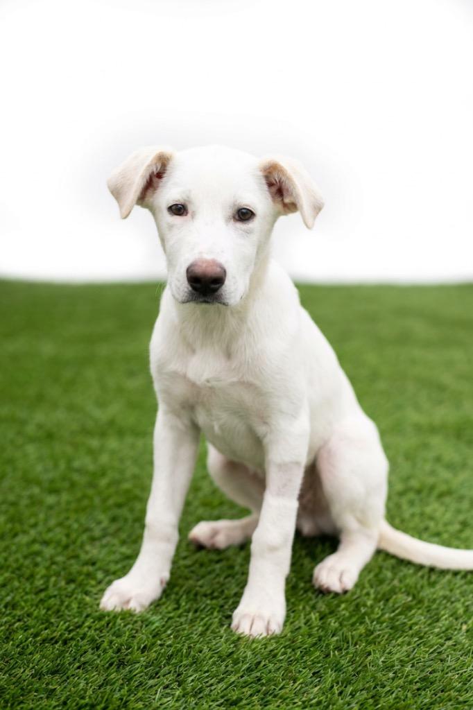 Carter, Adoptable, Puppy Male Labrador Retriever.
