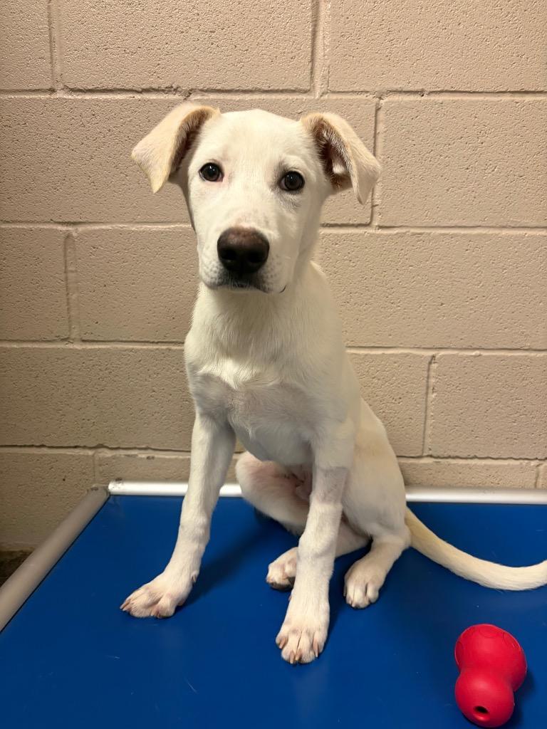 Carter, Adoptable, Puppy Male Labrador Retriever.