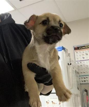 Enlarge LUNA, a Adoptable mixed breed in Visalia, CA image 1/1