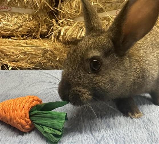 Enlarge SATURN, a Adoptable Bunny Rabbit in Anchorage, AK image 1/1