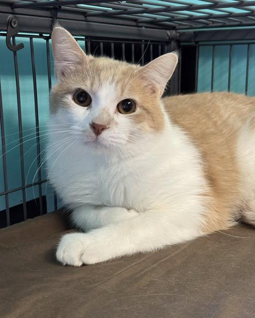 Enlarge Brody, an adopted Domestic Short Hair in Monticello, IL image 1/1