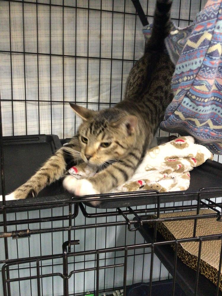 Goob, Adoptable, Young Male Domestic Short Hair.