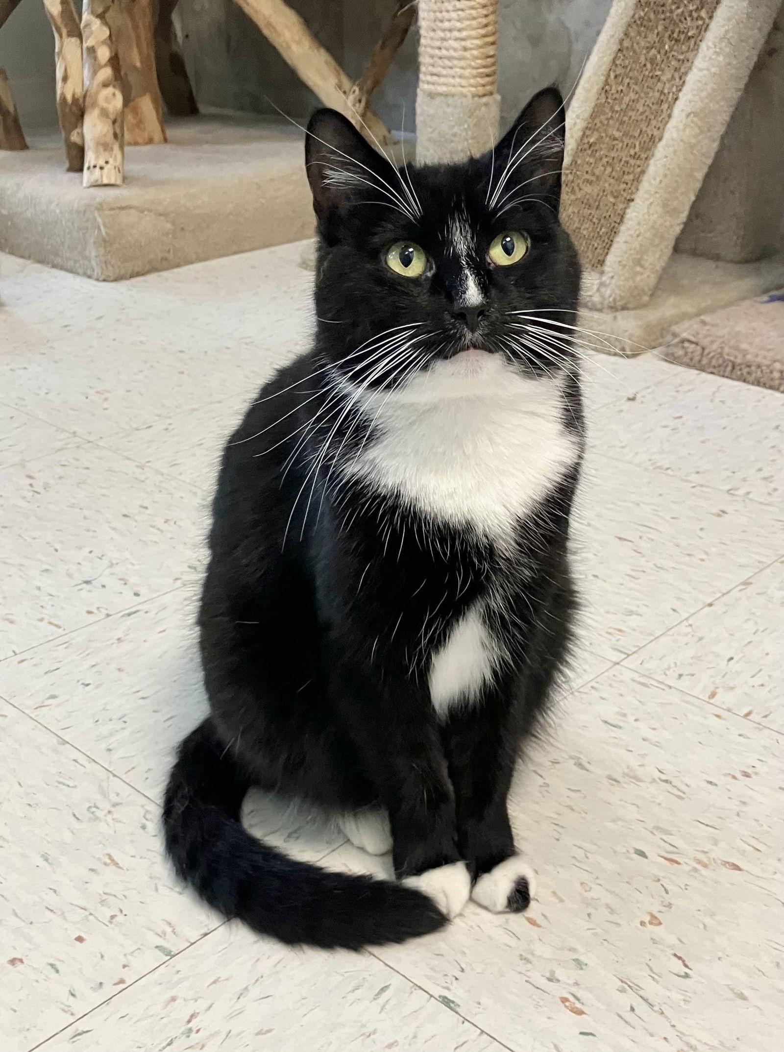 Enlarge Prism, a Adopted Domestic Short Hair in Dublin, OH image 2/3