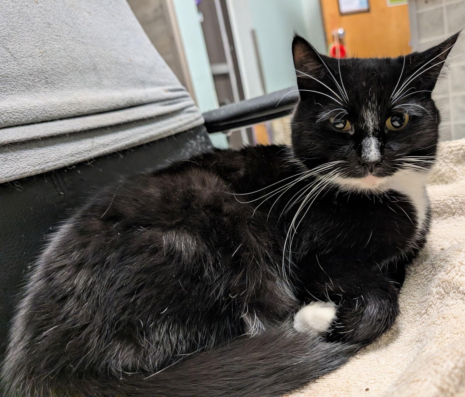 Enlarge Prism, a Adopted Domestic Short Hair in Dublin, OH image 3/3