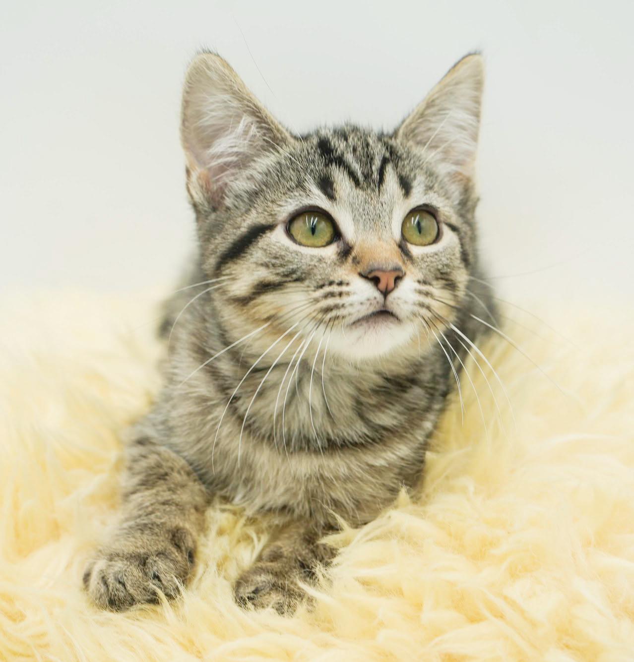 Hereee'ssss Herbie!  Our super cuddly SWEETHEART!