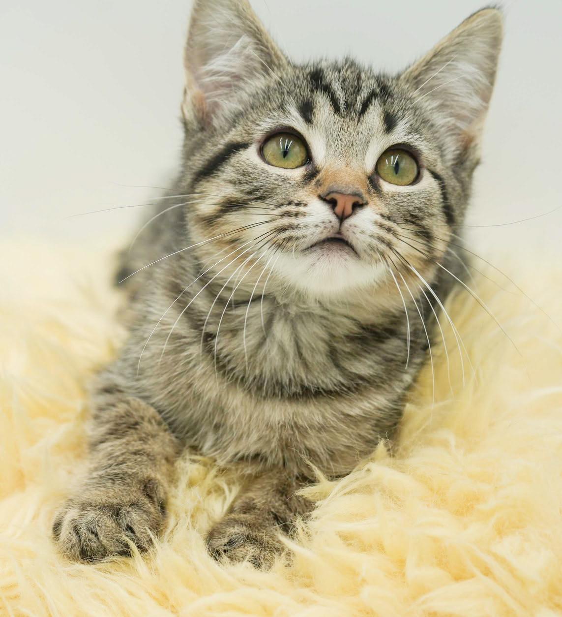 Hereee'ssss Herbie!  Our super cuddly SWEETHEART!