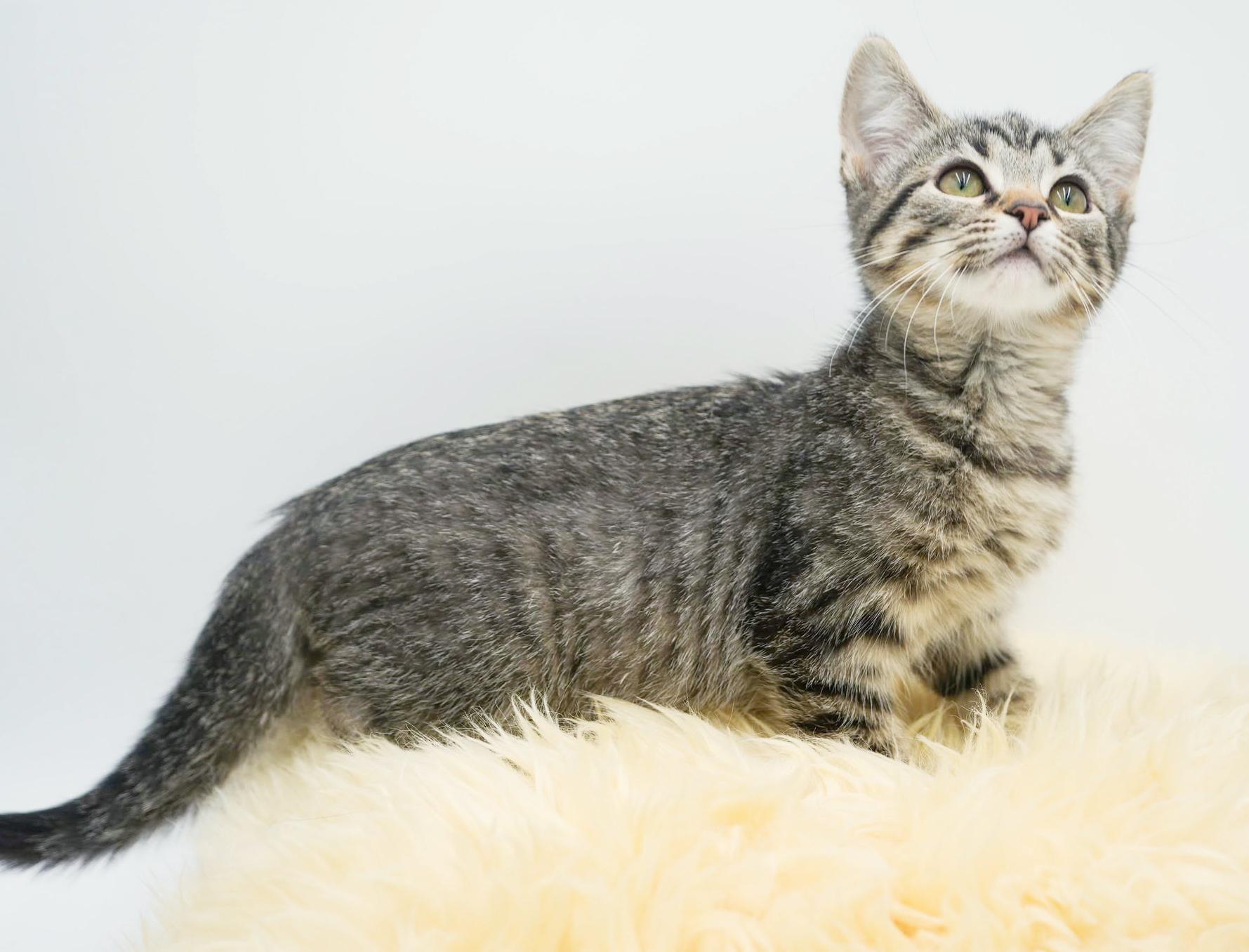 Hereee'ssss Herbie!  Our super cuddly SWEETHEART!