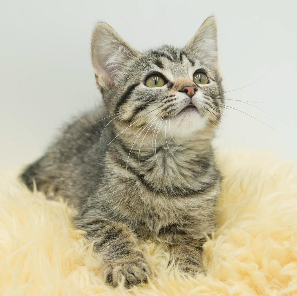 Hereee'ssss Herbie!  Our super cuddly SWEETHEART!