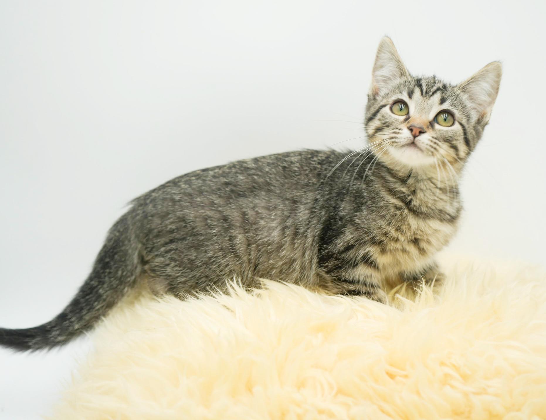 Hereee'ssss Herbie!  Our super cuddly SWEETHEART!