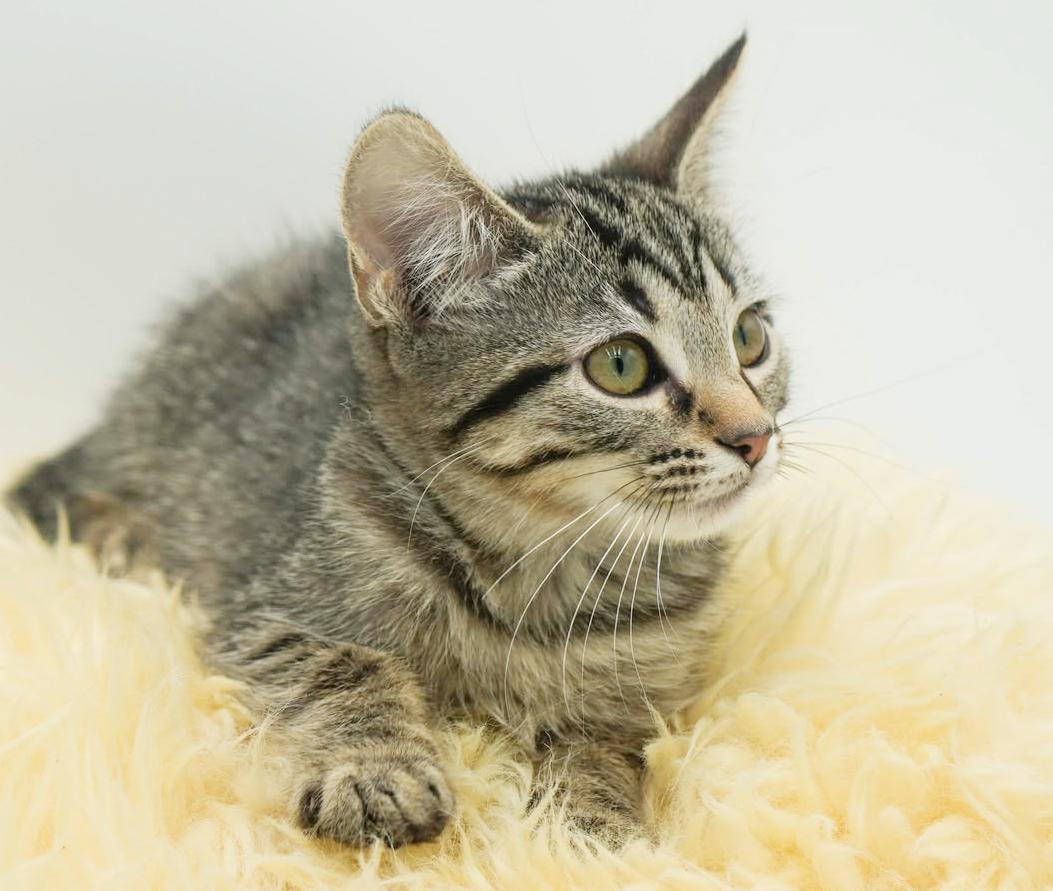 Hereee'ssss Herbie!  Our super cuddly SWEETHEART!