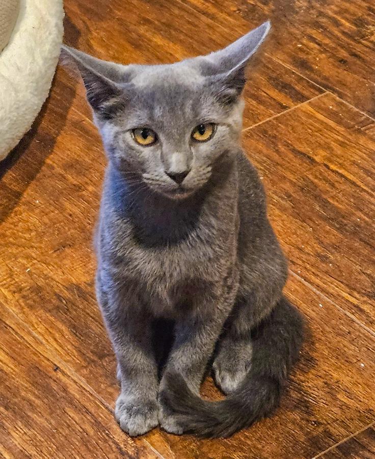 Enlarge Halland, a Adoptable Domestic Short Hair in Paramus, NJ image 1/1