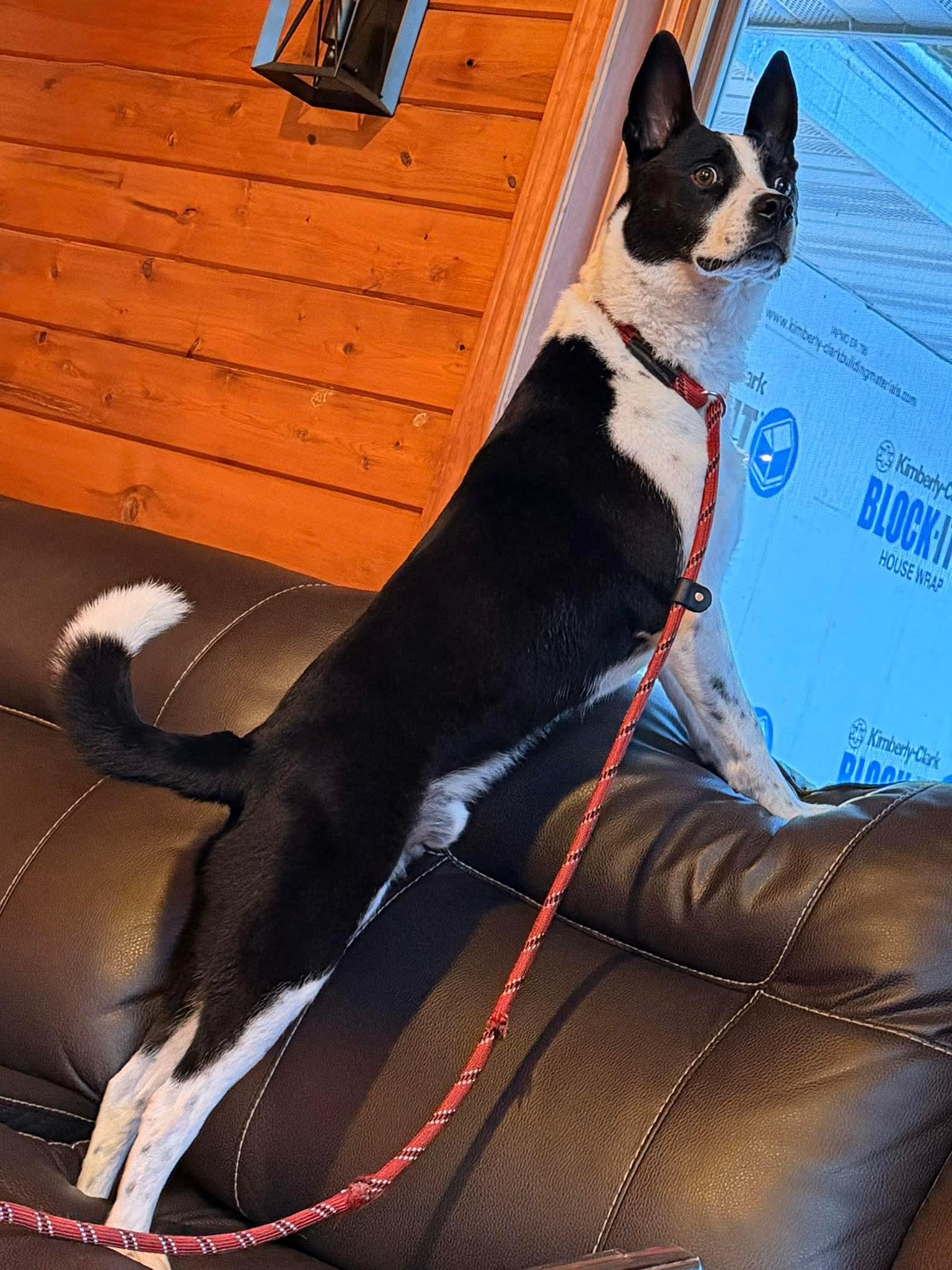 Maxwell, Adoptable, Young Male Australian Cattle Dog / Blue Heeler & Australian Shepherd.