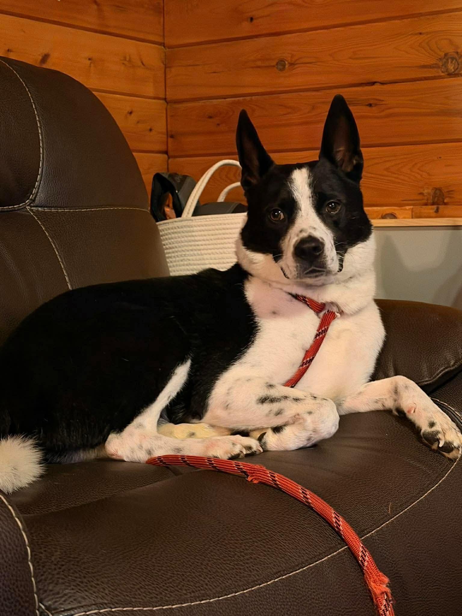 Maxwell, a Adoptable mixed breed in Duluth, MN image 2/3