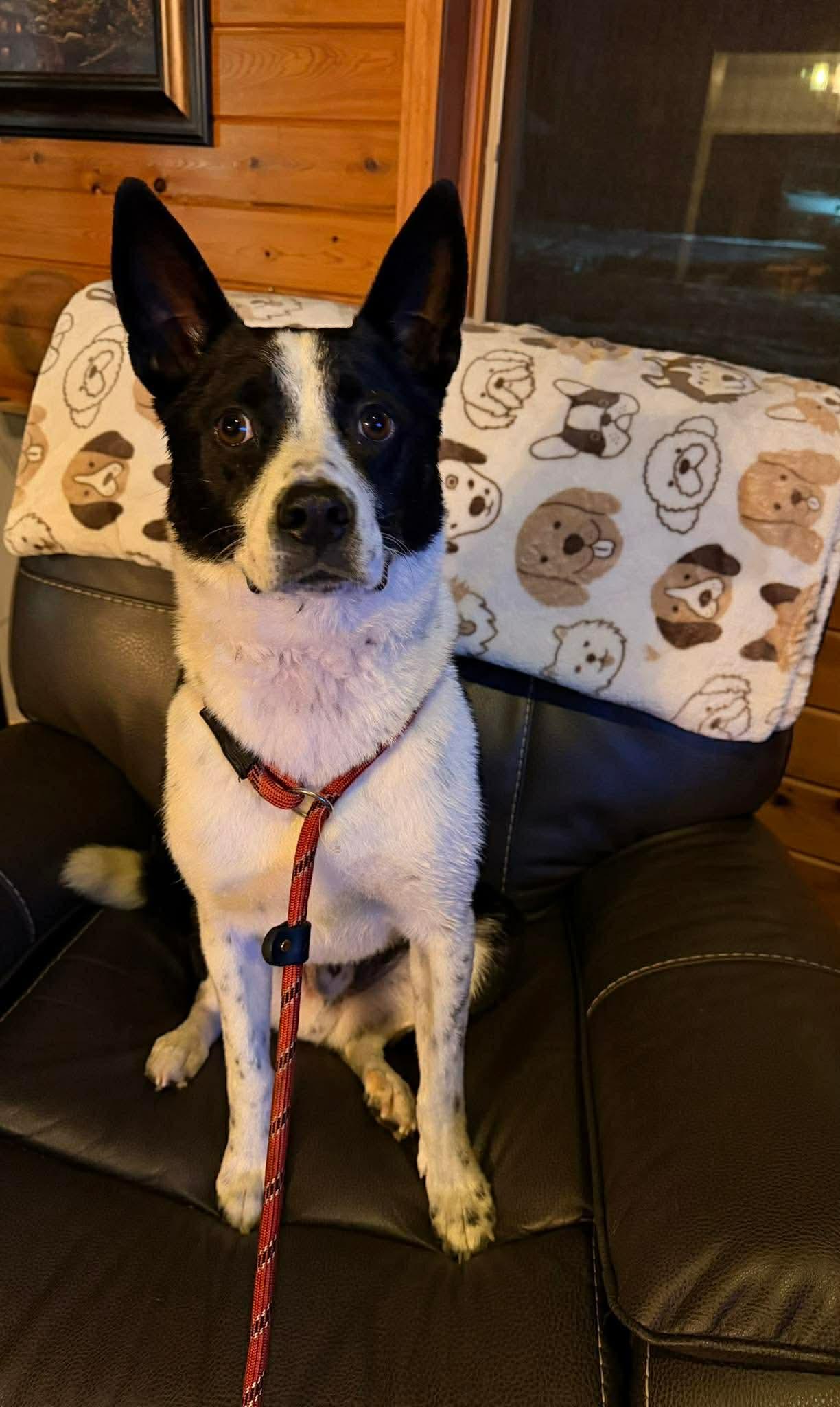 Maxwell, a Adoptable mixed breed in Duluth, MN image 3/3