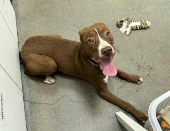 Enlarge Ruby, a ADOPTABLE mixed breed in Berkeley, CA image 1/1