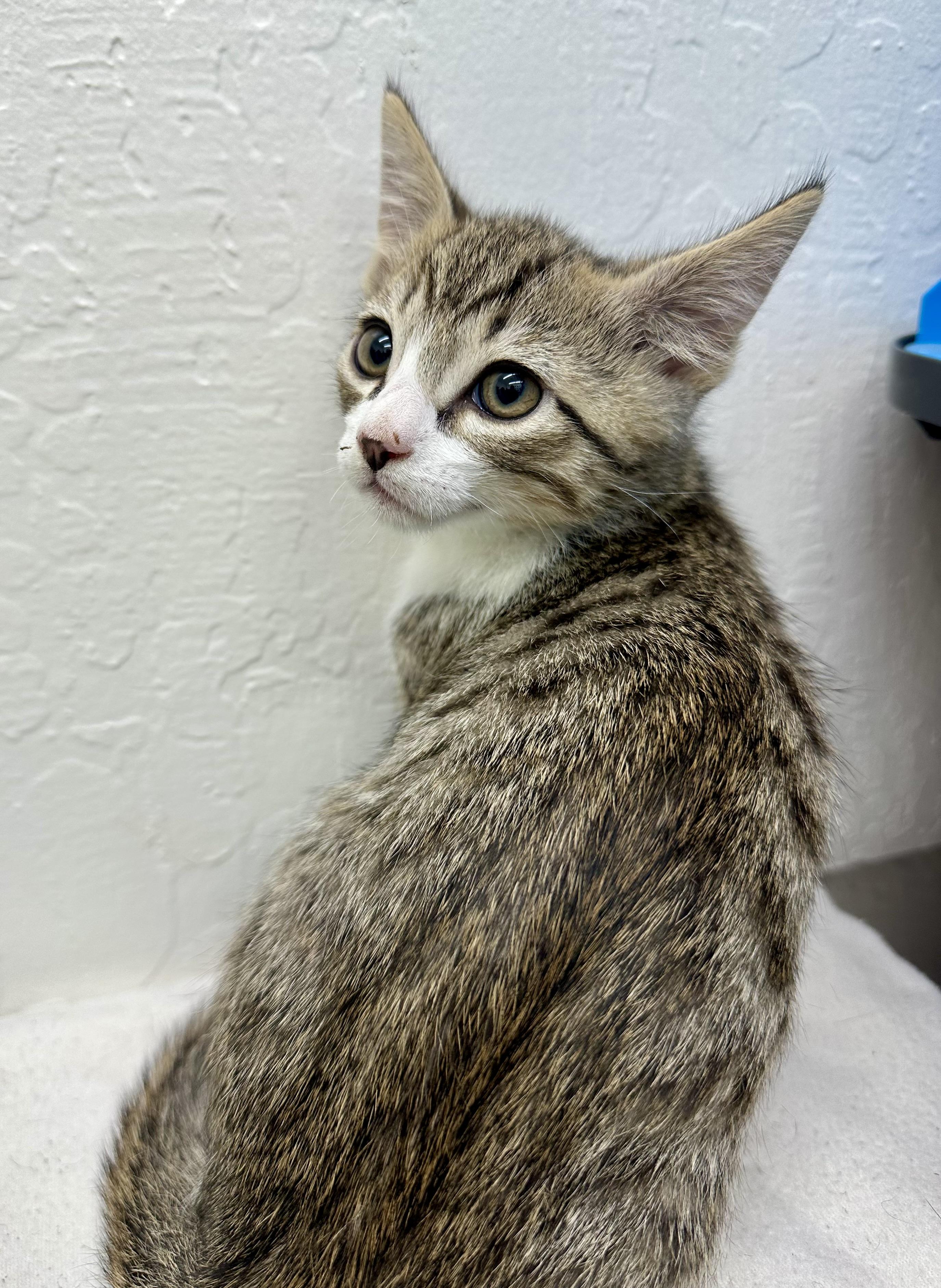 Chubby 0125 — thumbnail 3