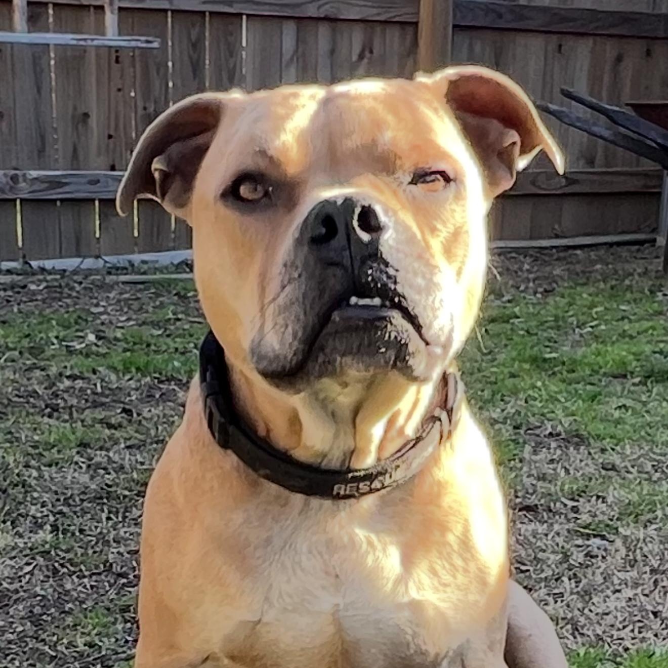 Corky, a Adoptable mixed breed in Boulder, CO image 2/6