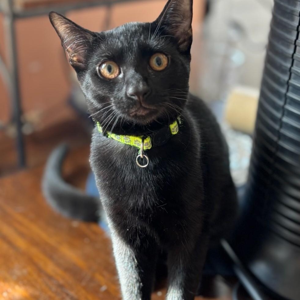 Ms. Green, Adoptable, Young Female Domestic Short Hair.