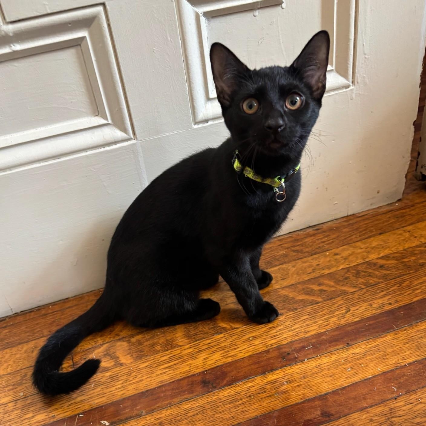 Ms. Green, a Adoptable Domestic Short Hair in West Orange, NJ image 2/3