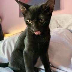 Ms. Green, a Adoptable Domestic Short Hair in West Orange, NJ image 3/3