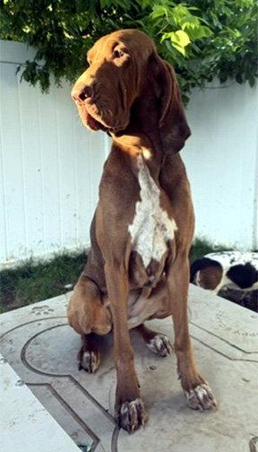 POEMMA, a Adoptable mixed breed in Mays Landing, NJ image 1/3