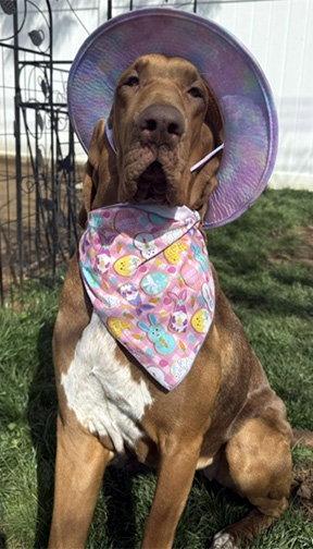 POEMMA, a Adoptable mixed breed in Mays Landing, NJ image 2/3