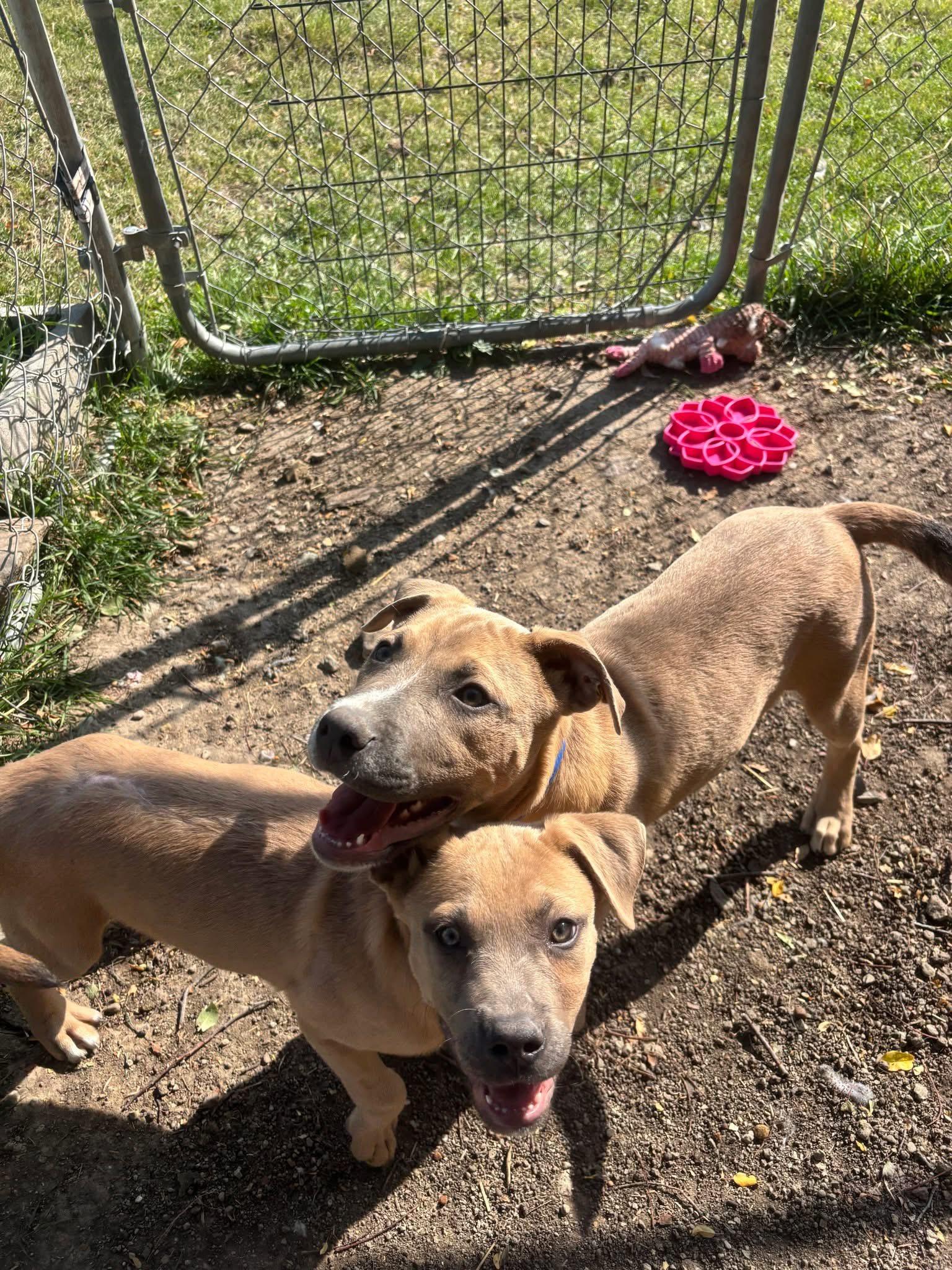 Hades, an adoptable Mixed Breed in Wilsall, MT, 59086 | Photo Image 1