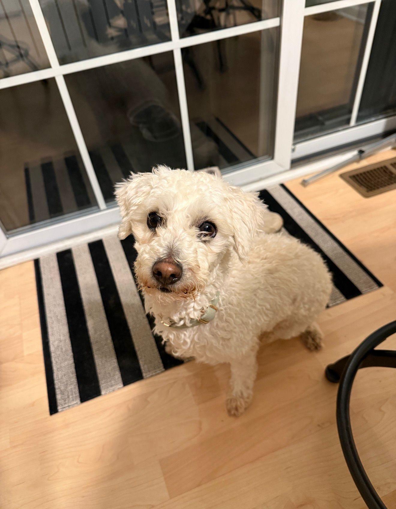 Enlarge Flash, a ADOPTABLE Miniature Poodle in Hilton, NY image 1/6