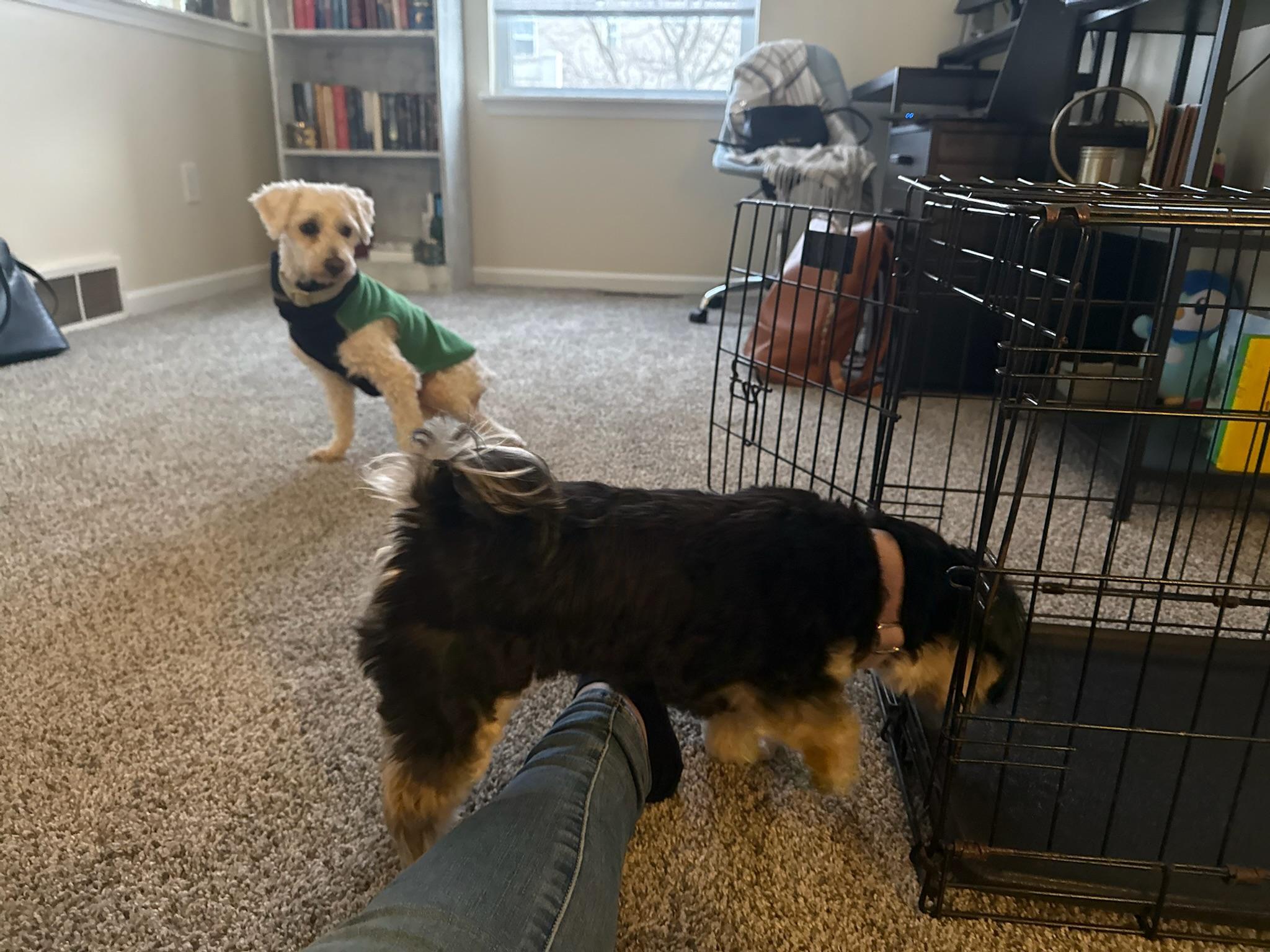 Enlarge Flash, a ADOPTABLE Miniature Poodle in Hilton, NY image 5/6