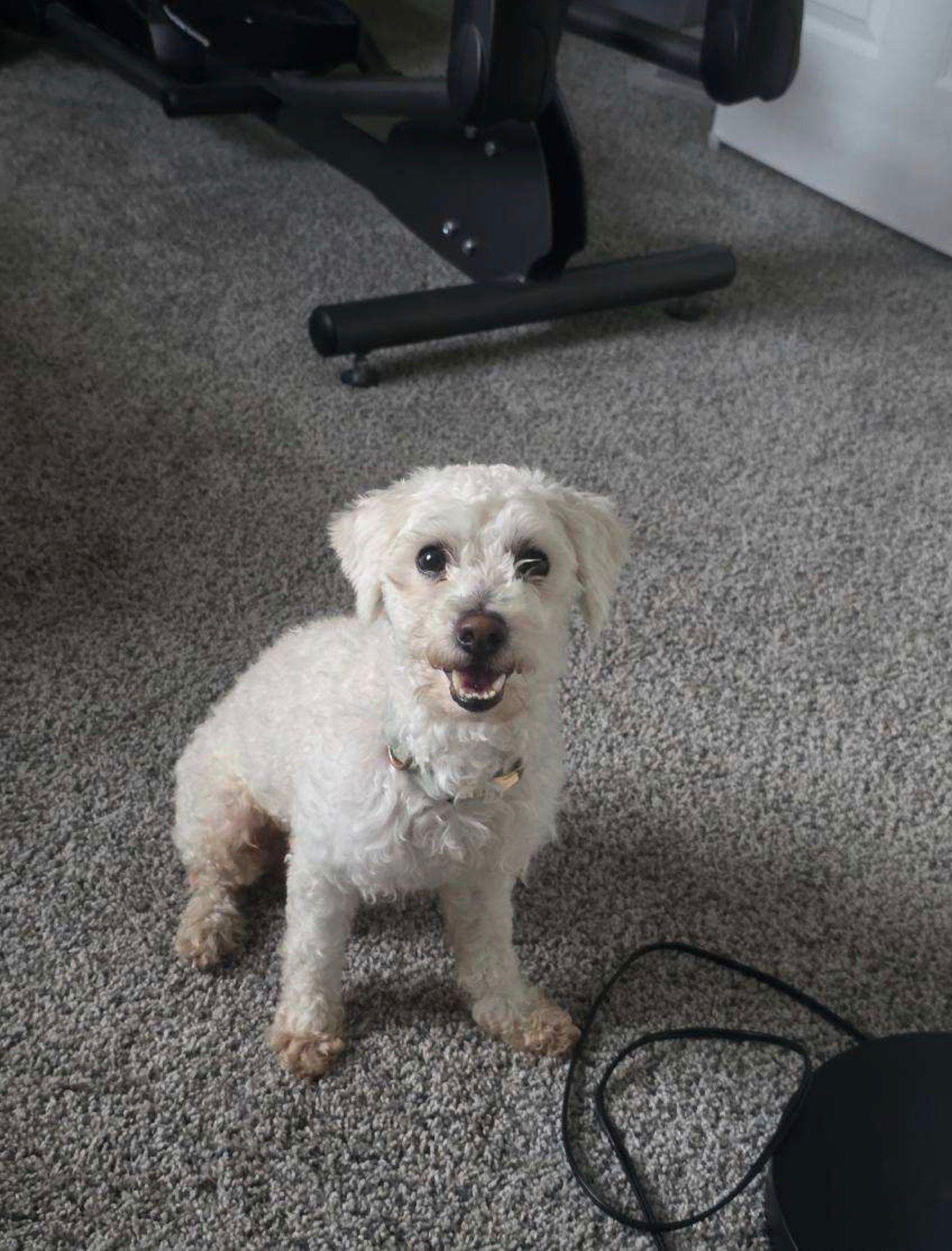 Enlarge Flash, a ADOPTABLE Miniature Poodle in Hilton, NY image 2/6