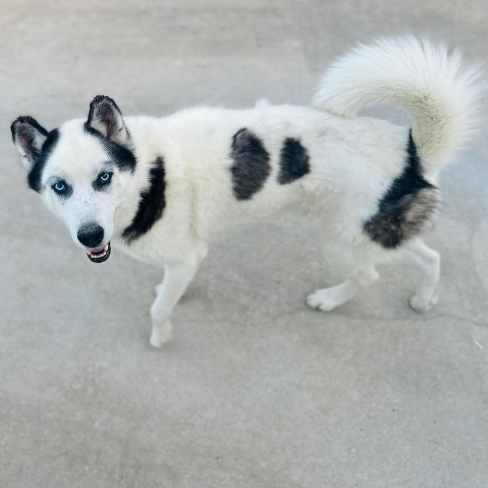 Sven, a Adoptable mixed breed in Groveland, MA image 1/3