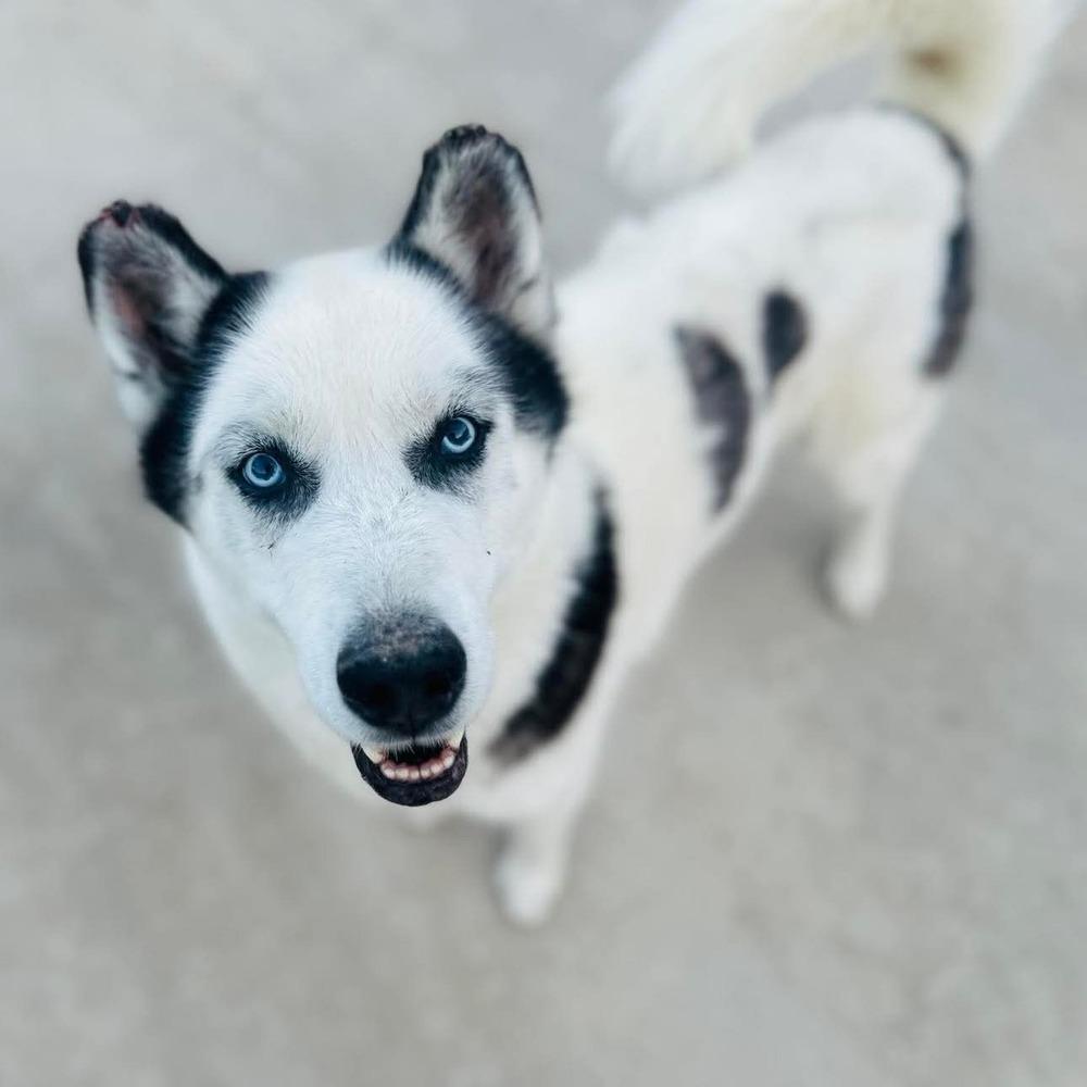 Sven, a Adoptable mixed breed in Groveland, MA image 2/3