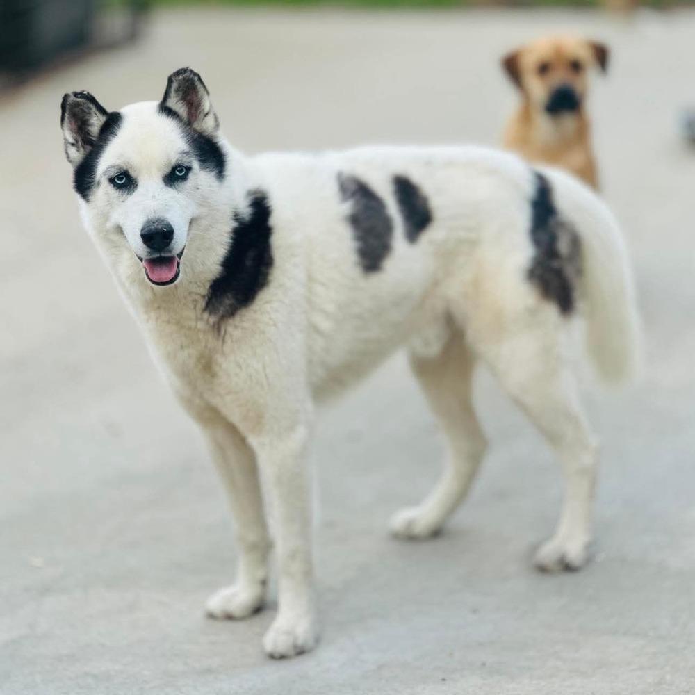 Sven, a Adoptable mixed breed in Groveland, MA image 3/3