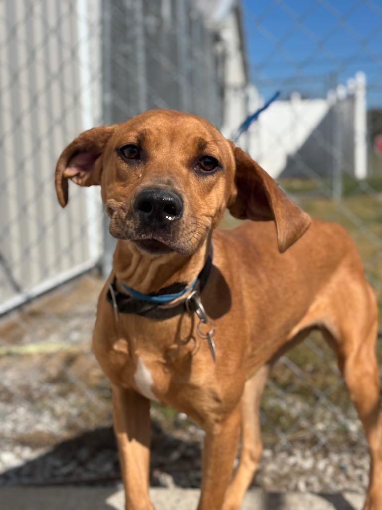 Jessie, Adoptable, Adult Female Mountain Cur.