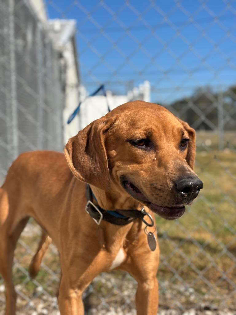 Enlarge Jessie, a Adoptable mixed breed in Hopkinsville, KY image 2/6