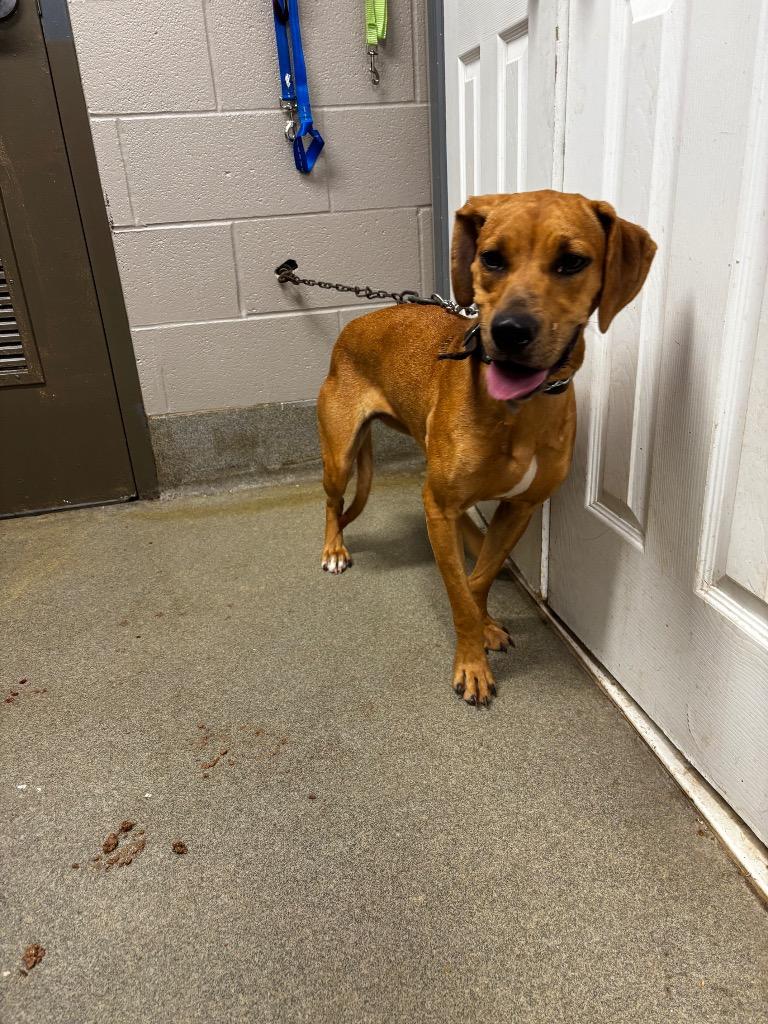 Enlarge Jessie, a Adoptable mixed breed in Hopkinsville, KY image 3/6