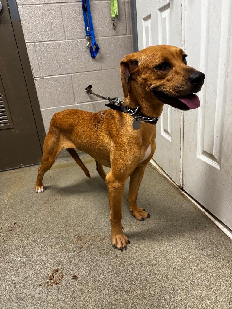 Enlarge Jessie, a Adoptable mixed breed in Hopkinsville, KY image 5/6