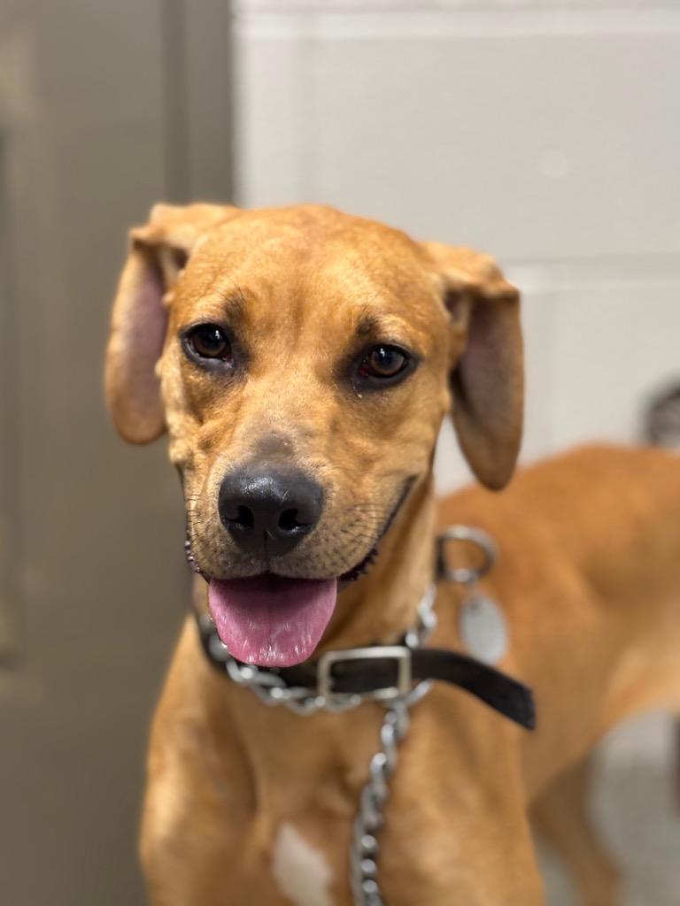 Enlarge Jessie, a Adoptable mixed breed in Hopkinsville, KY image 6/6