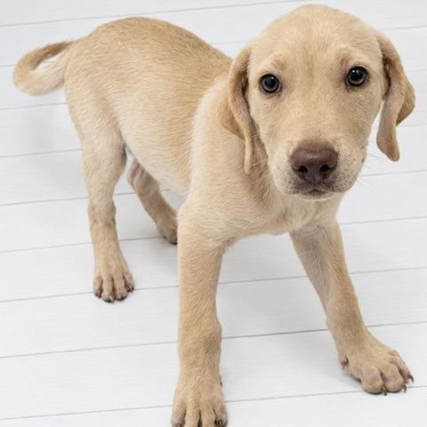 ZEKE, Adoptable, Puppy Male Labrador Retriever & Mixed Breed.