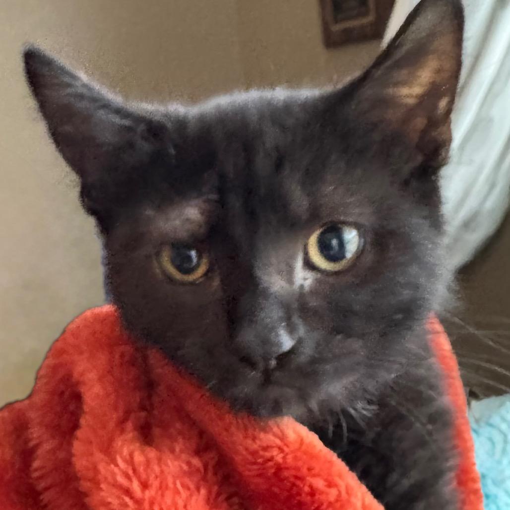 1388 Phantom, Adoptable, Kitten Female Domestic Short Hair.