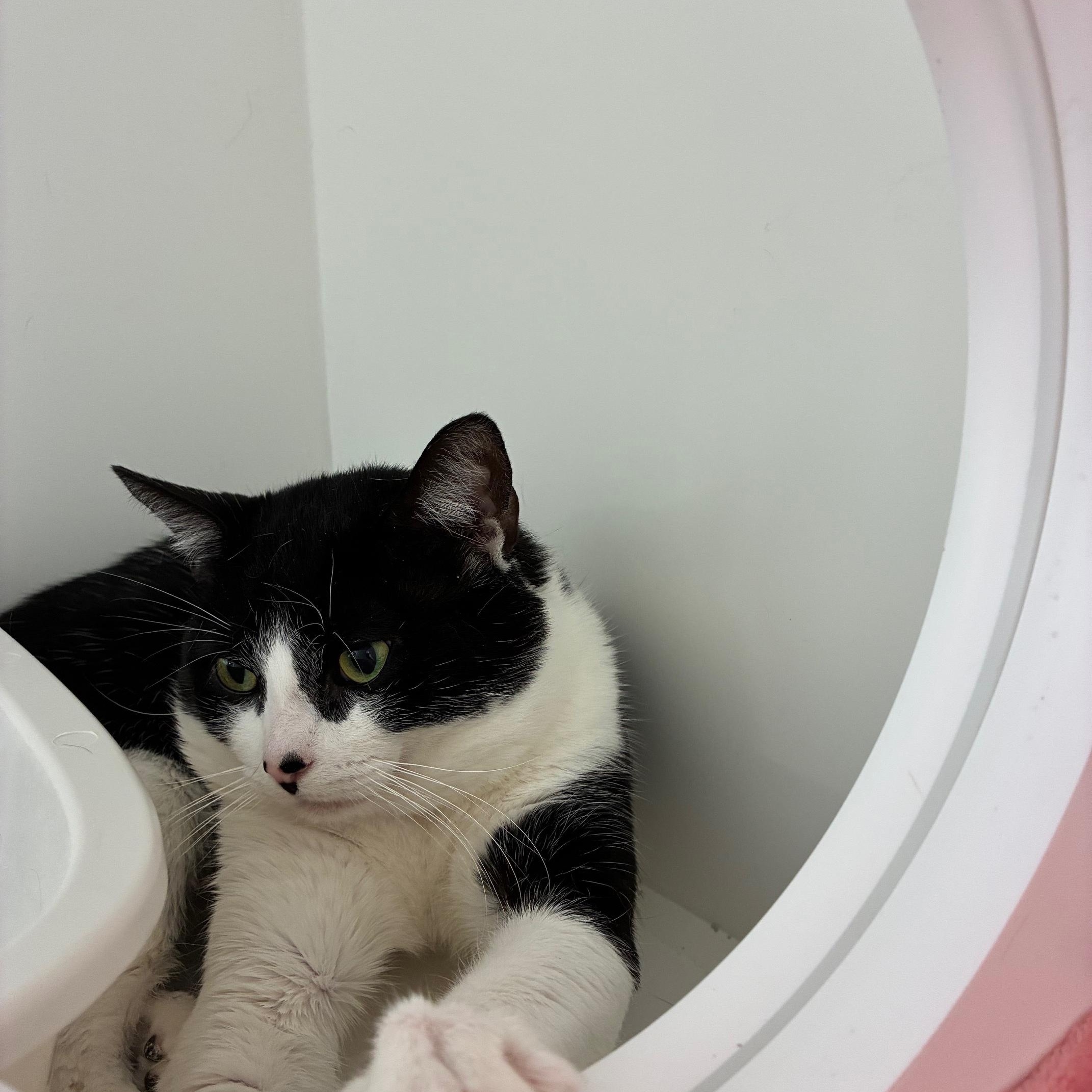 Enlarge Treble, a Adoptable Domestic Short Hair in St Thomas, ON image 5/6