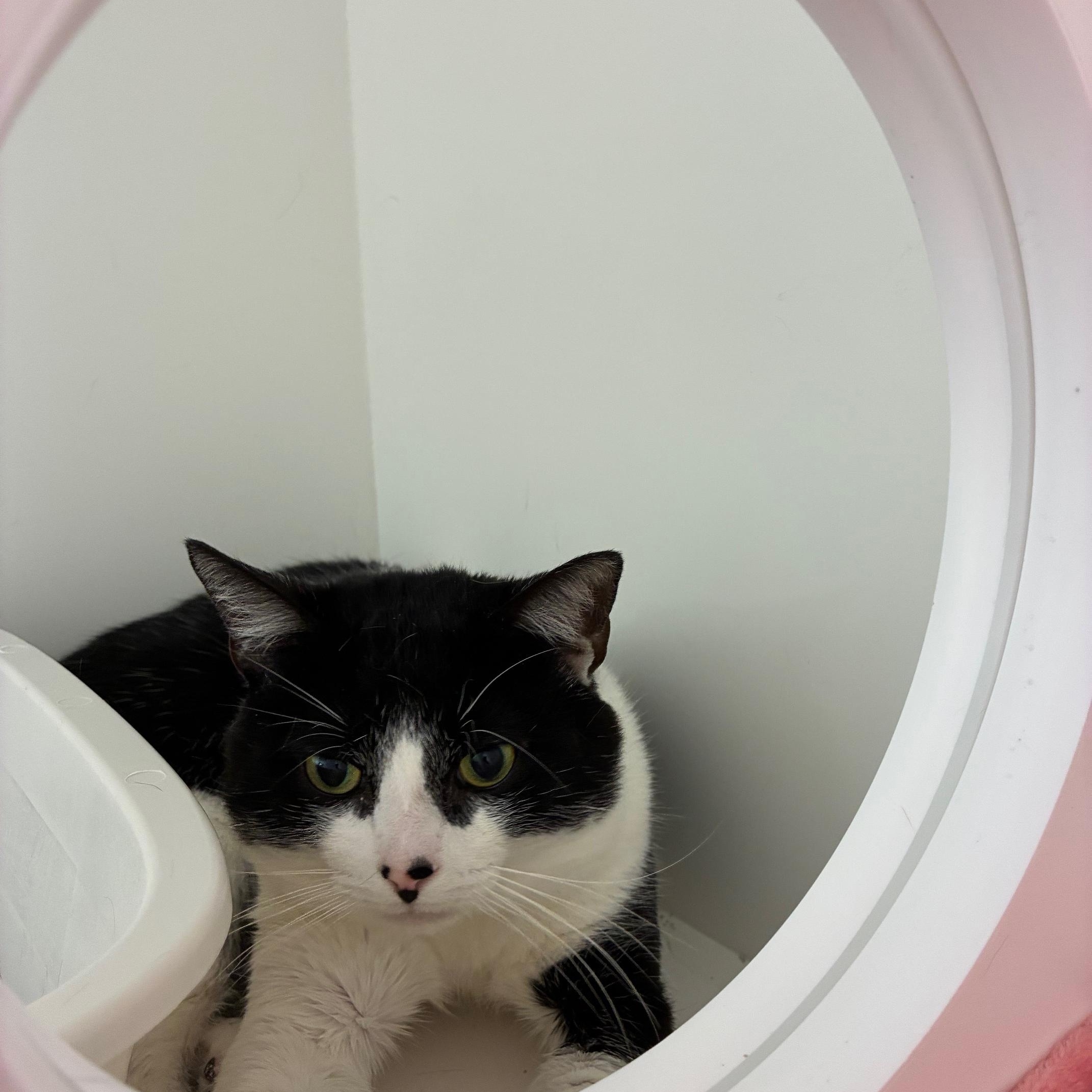 Enlarge Treble, a Adoptable Domestic Short Hair in St Thomas, ON image 6/6