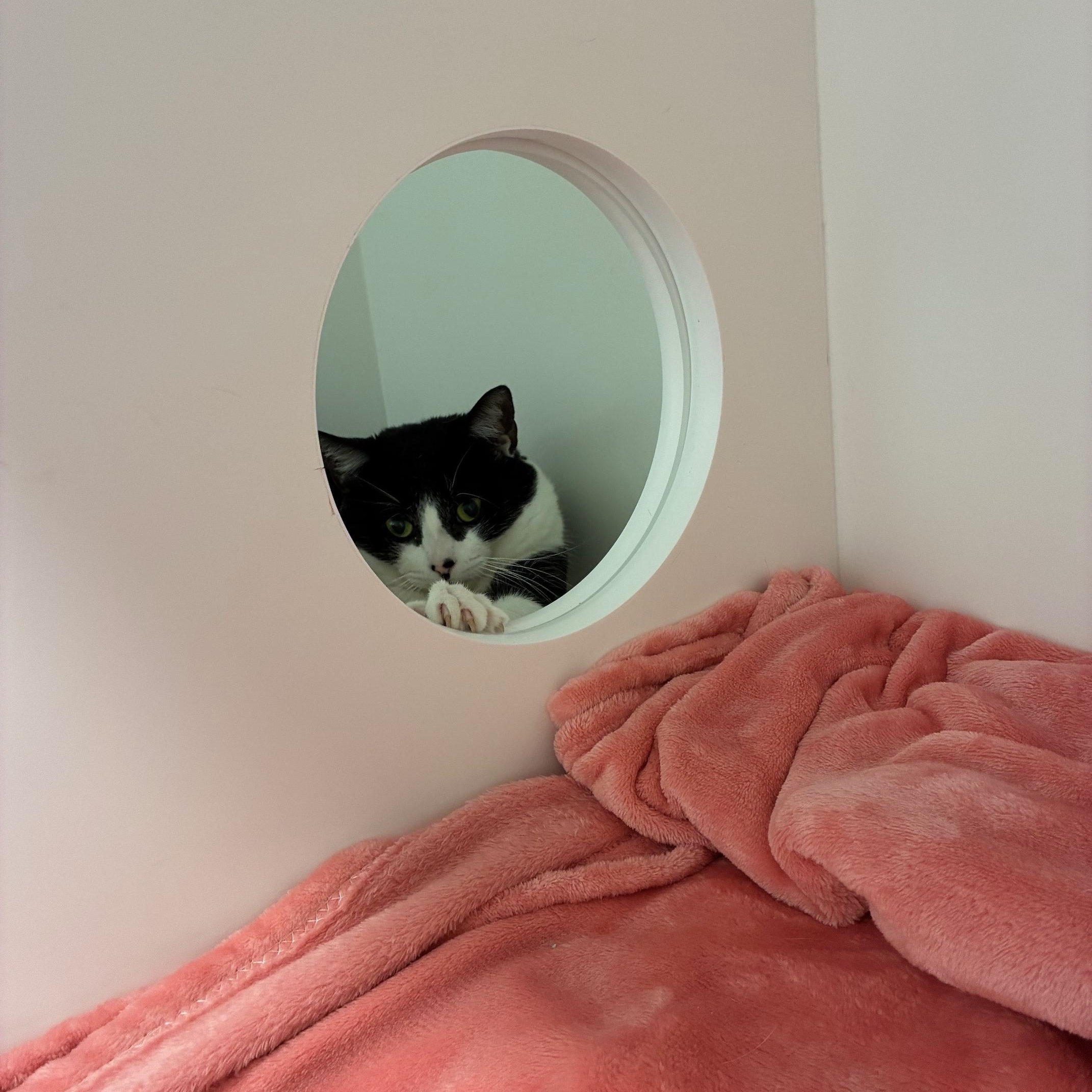 Enlarge Treble, a Adoptable Domestic Short Hair in St Thomas, ON image 3/6