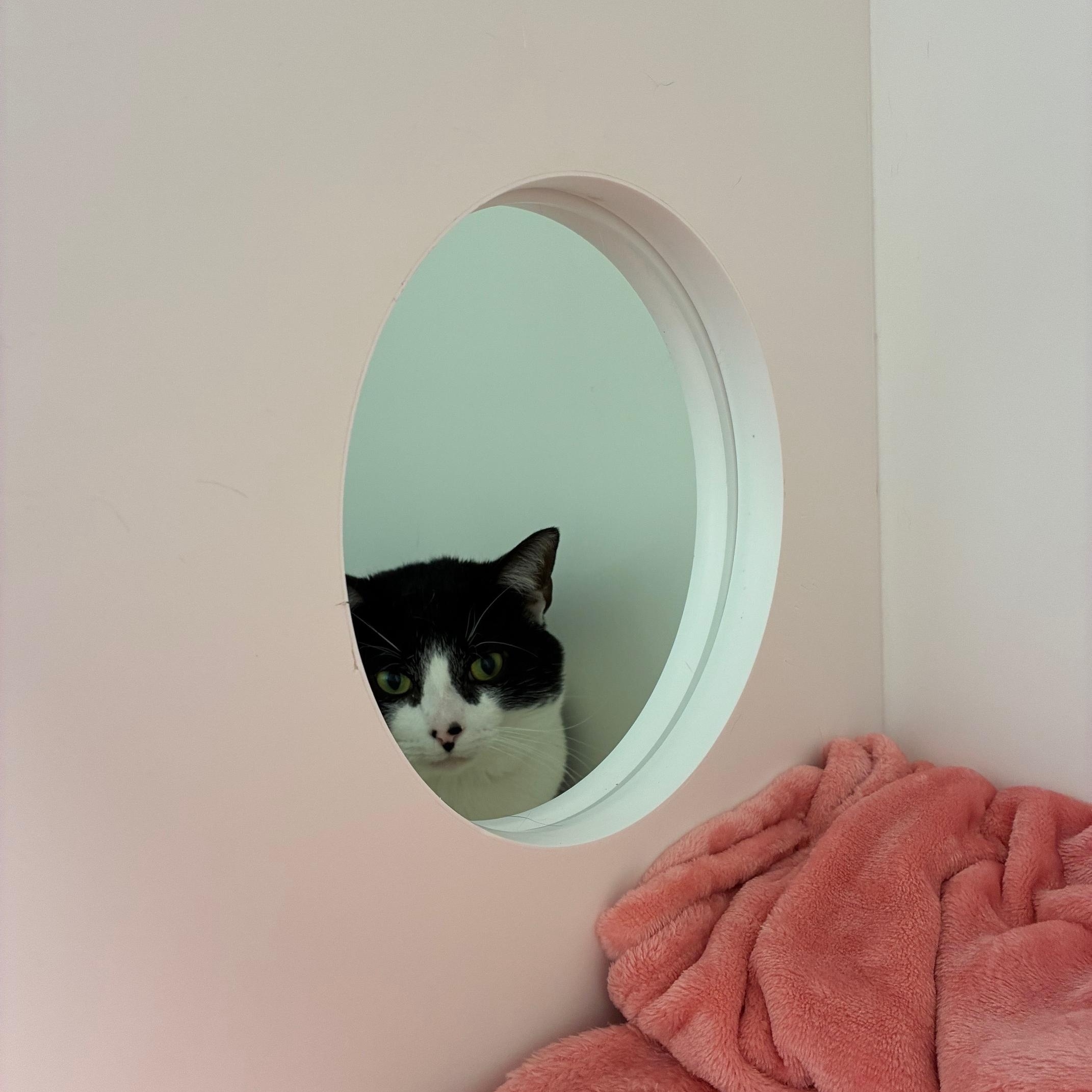 Enlarge Treble, a Adoptable Domestic Short Hair in St Thomas, ON image 2/6