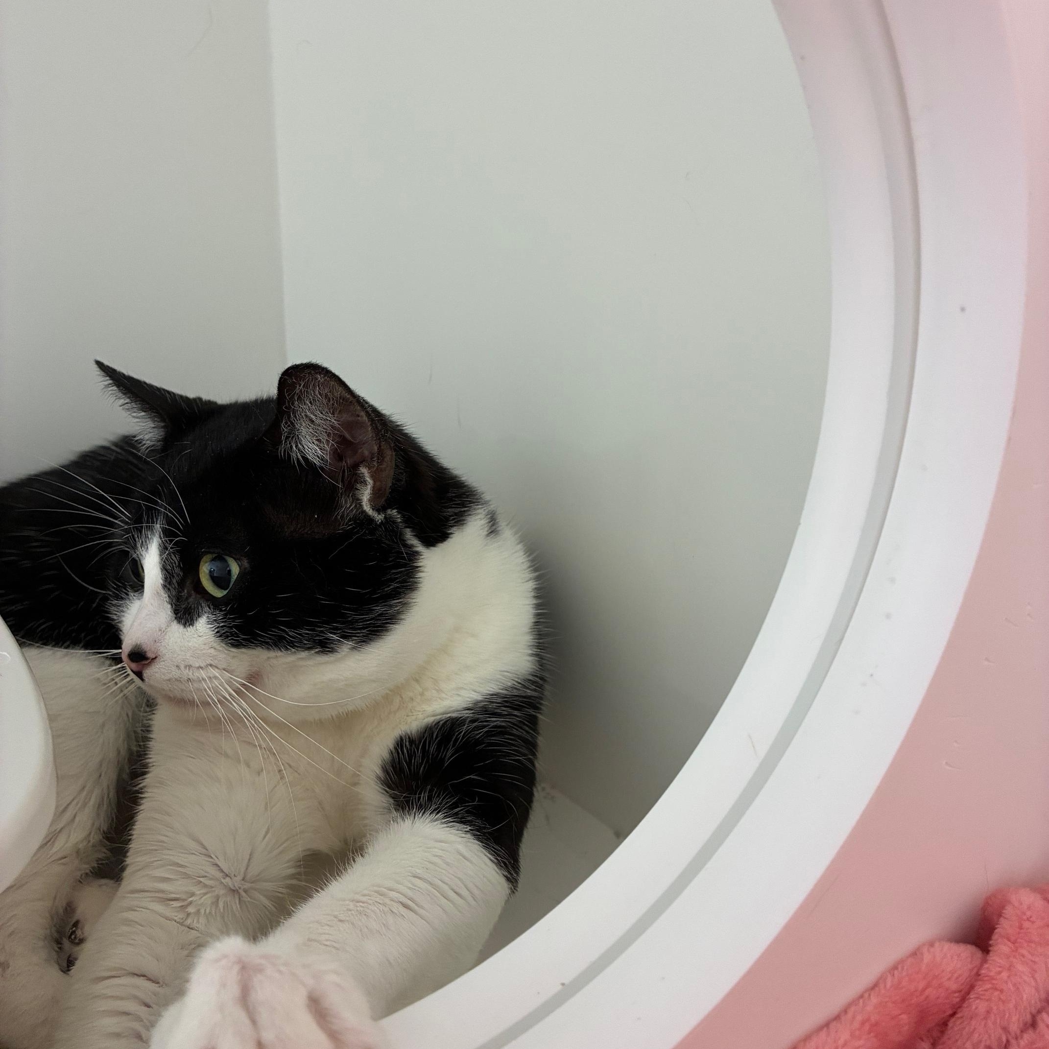 Enlarge Treble, a Adoptable Domestic Short Hair in St Thomas, ON image 4/6