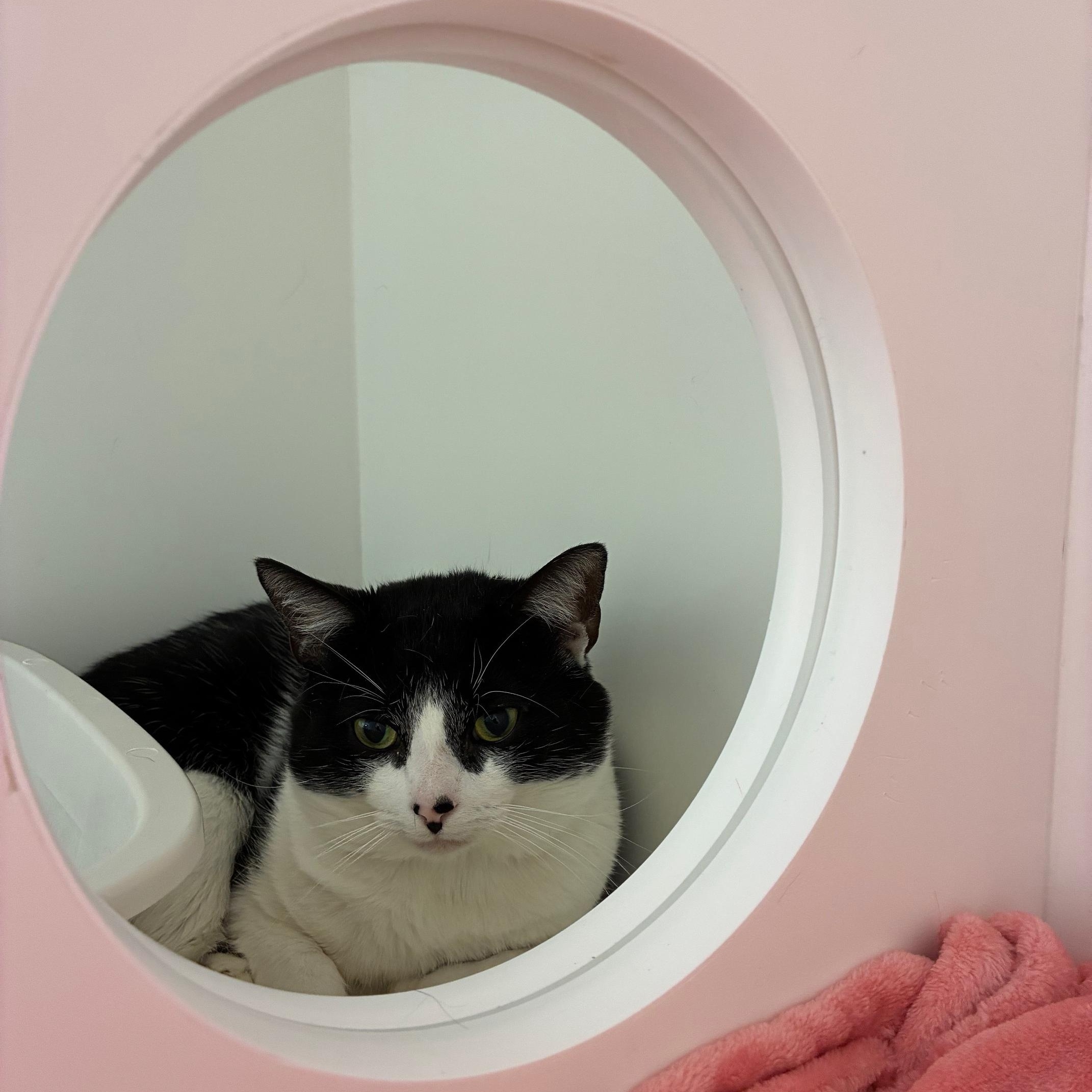 Treble, Adoptable, Adult Male Domestic Short Hair.