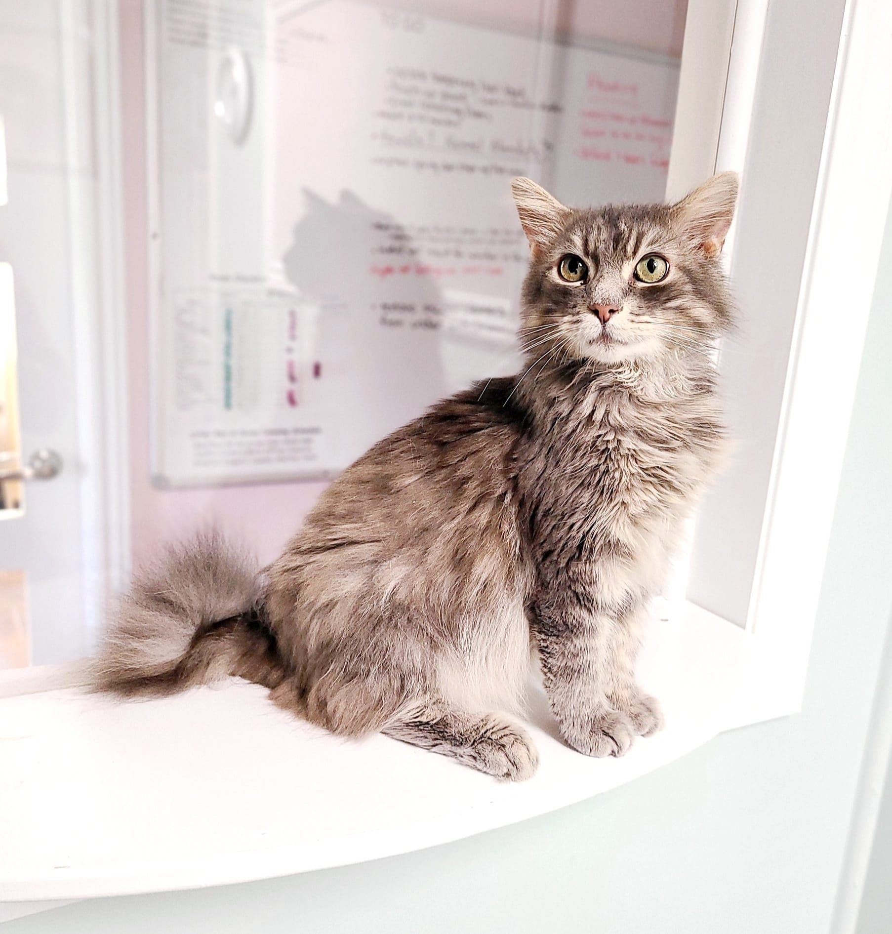 Enlarge Drew (Diabetic Remission), a Adoptable Domestic Medium Hair in Florenceville, NB image 1/1